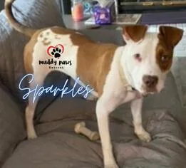 Sparkles thumbnail 4