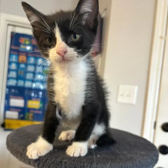 A baby small-sized male Black Domestic Short Hair cat named Bobby for adoption in San Antonio, TX