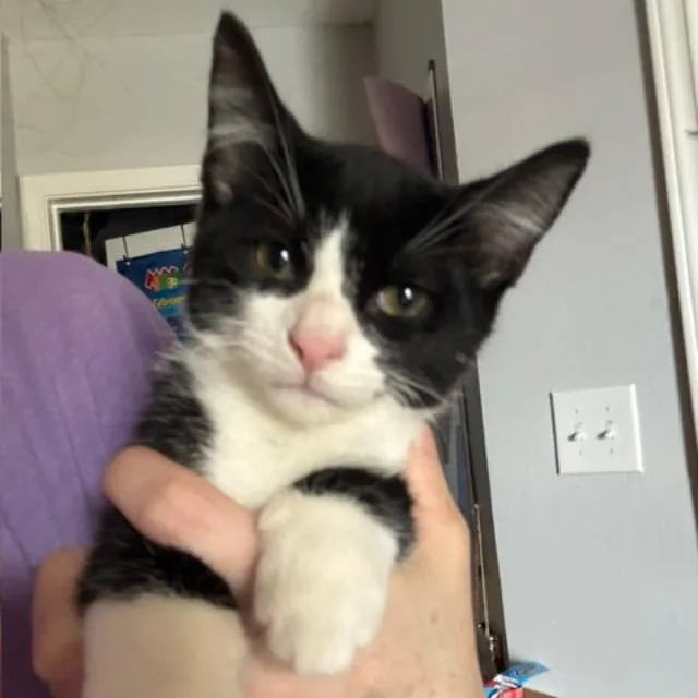 Bobby thumbnail 3