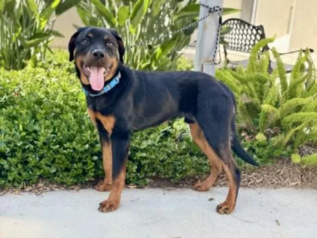 A young medium-sized male Rottweiler dog named Gage for adoption in San Pedro, CA