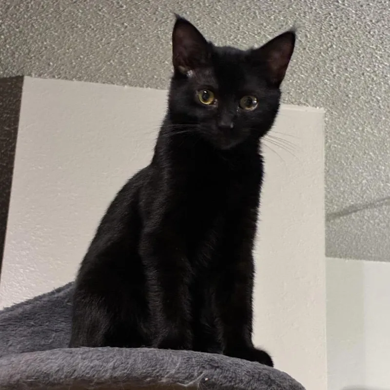 A young medium-sized female Domestic Short Hair cat named Spice Girl for adoption in Ferndale, WA