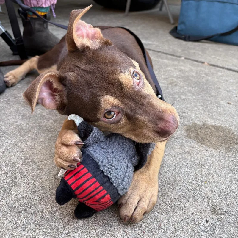 A baby medium-sized male Black Australian Kelpie dog named Kermit for adoption in Nashville, TN