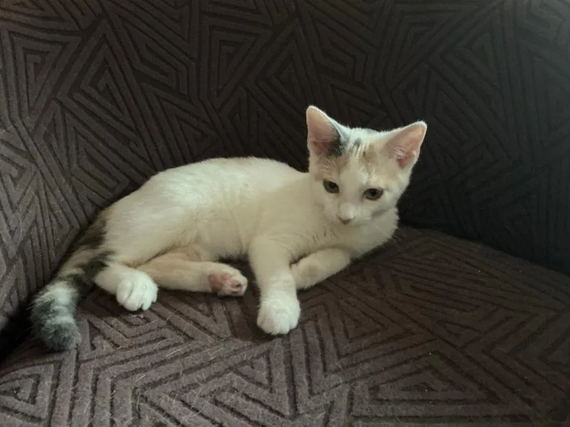 A baby medium-sized female Calico cat named Arya MEET AT AVE for adoption in Waverly, IA