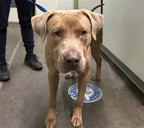 A young large-sized male Pit Bull Terrier dog named Arnold for adoption in Los Angeles, CA