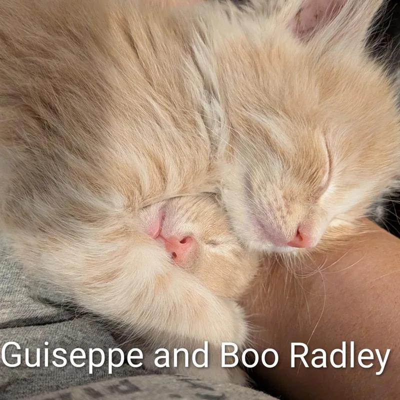 Giuseppe