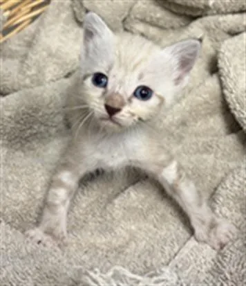A baby small-sized female Domestic Short Hair cat named Ziggy for adoption in Rosenberg, TX