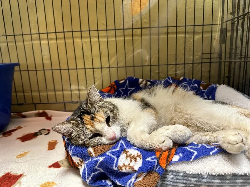 A young medium-sized female Domestic Short Hair cat named Kathy for adoption in Rice Lake, WI