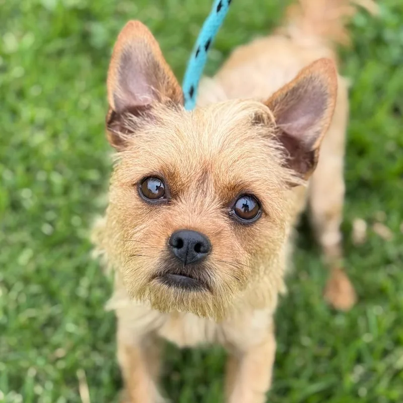 An adult small-sized female Yellow / Tan / Blond / Fawn Yorkshire Terrier dog named Sunshine for adoption in Santa Barbara, CA
