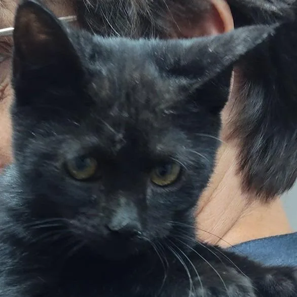 A young small-sized female Black Egyptian Mau cat named Ellie for adoption in Bendena, KS