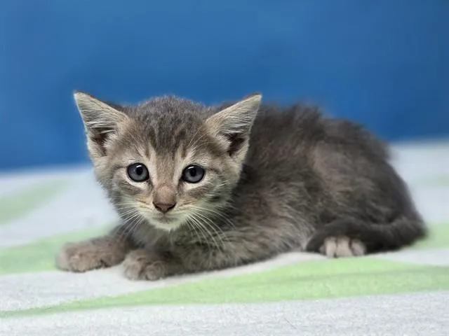 A baby small-sized male Domestic Short Hair cat named Slate for adoption in Gardena, CA