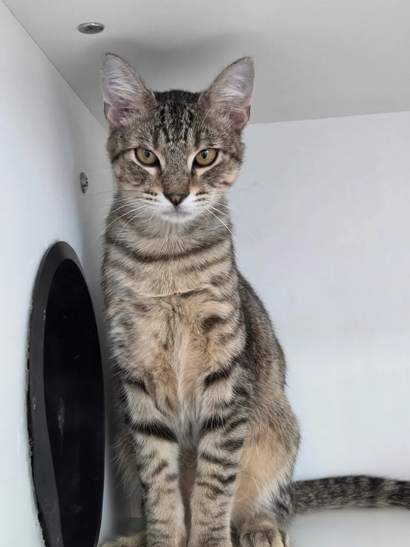 A young medium-sized male Domestic Short Hair cat named Aoife for adoption in Satellite Beach, FL