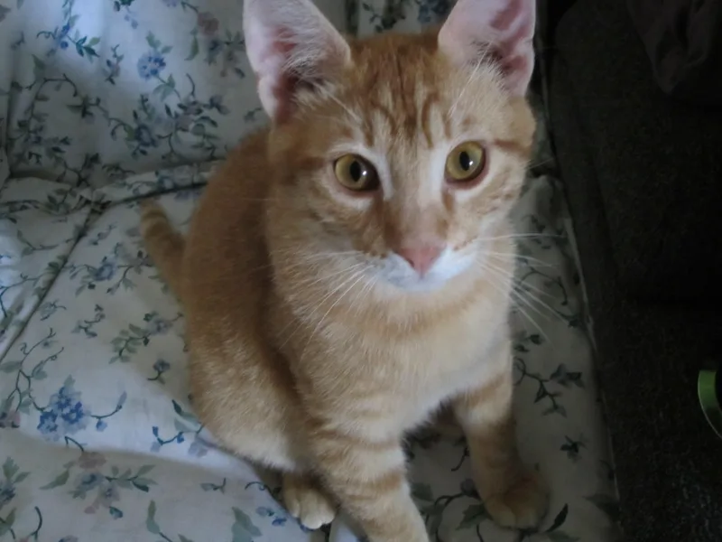 A young medium-sized male Tabby (Orange / Red) Domestic Short Hair cat named Romin for adoption in Union Gap, WA