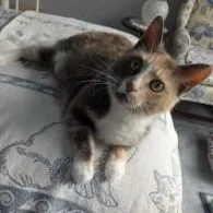 An adult medium-sized female Dilute Calico Domestic Short Hair cat named Hera for adoption in Annapolis, MD