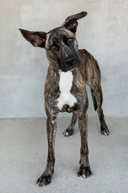 A young large-sized female Mixed Breed dog named Saja for adoption in Longmont, CO