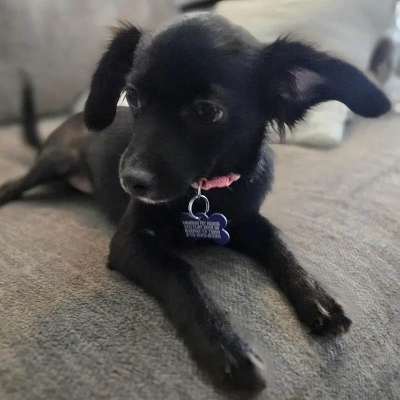 A baby small-sized female Black Chihuahua dog named Starry for adoption in Boerne, TX