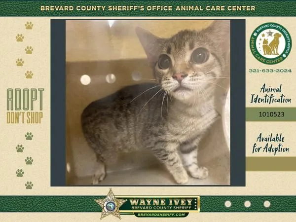 A baby small-sized female Domestic Short Hair cat named Cricket for adoption in Melbourne, FL