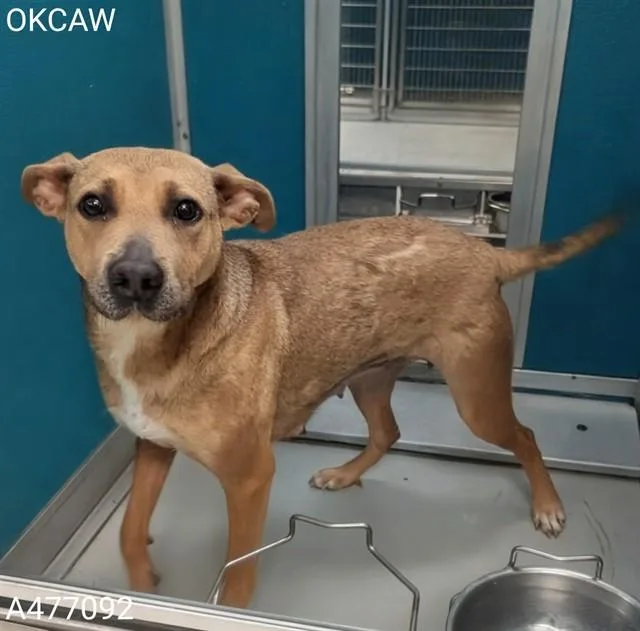 An adult medium-sized female German Shepherd Dog dog named A for adoption in Oklahoma City, OK