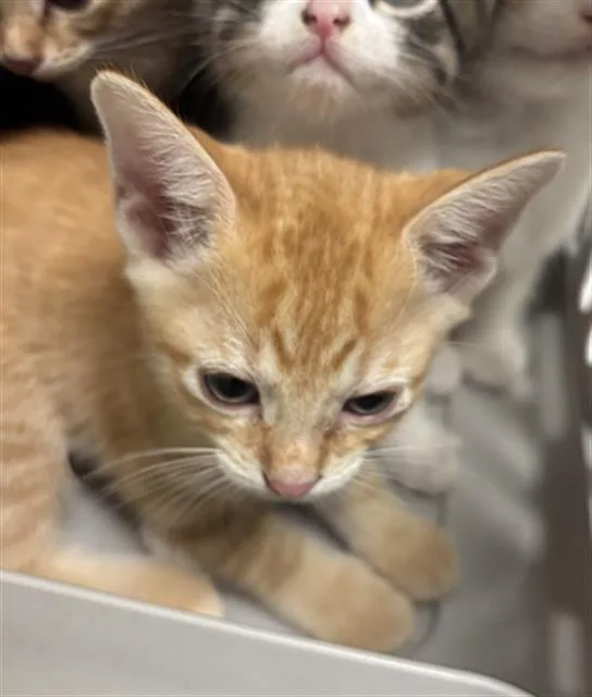 A baby medium-sized male Domestic Short Hair cat named Ace for adoption in Dallas, TX