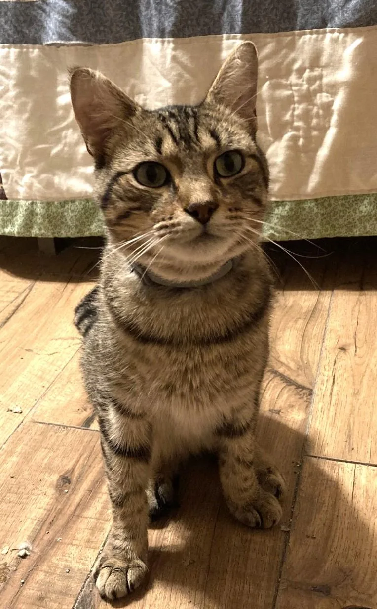 A young medium-sized male Domestic Short Hair cat named Ulysses for adoption in Floyd, VA