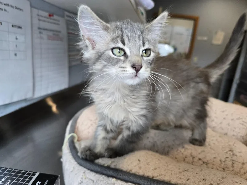 A baby medium-sized female Domestic Short Hair cat named W Mitzi for adoption in Ashland, WI