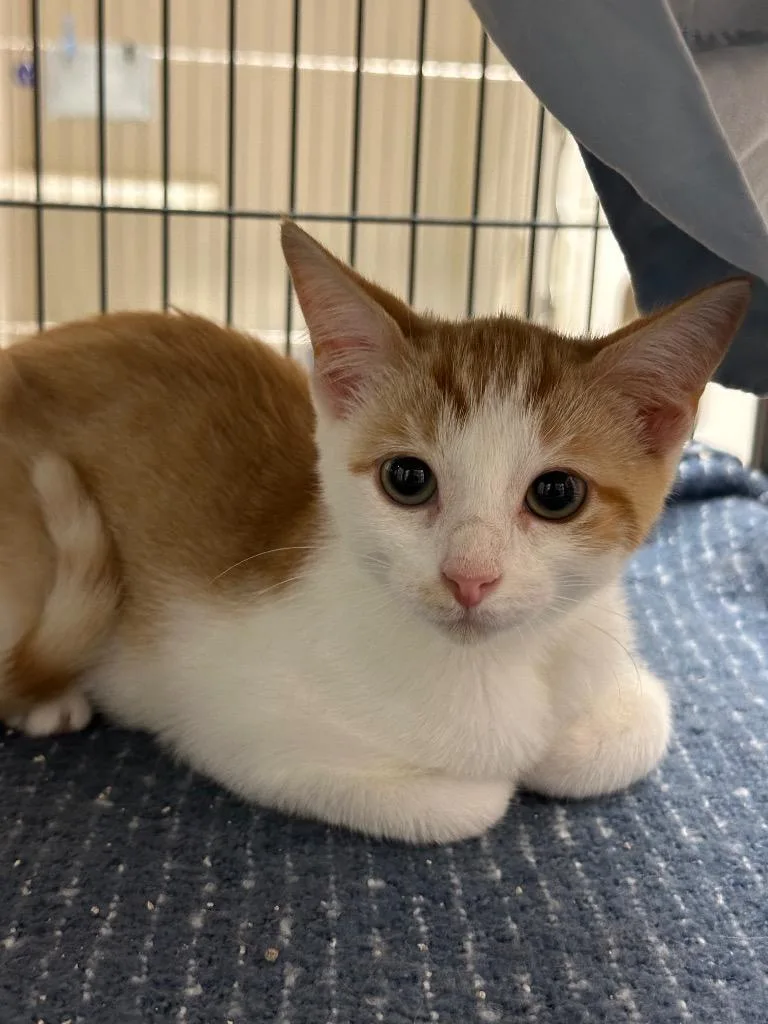A baby small-sized female Domestic Short Hair cat named Yoda Lady for adoption in Johnson City, TN