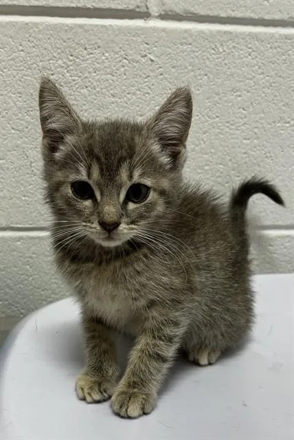 A baby small-sized female Domestic Short Hair cat named Matcha for adoption in Upper Marlboro, MD