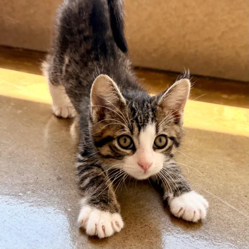 A baby small-sized male Black Domestic Short Hair cat named Emerson for adoption in Green Bay, WI