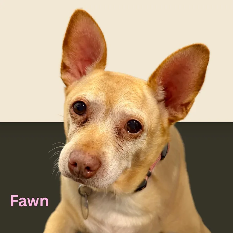 Fawn thumbnail 2