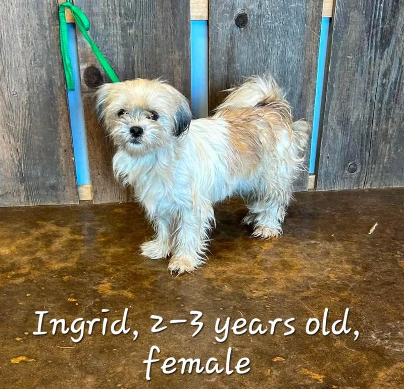 An adult small-sized female Terrier dog named Ingrid for adoption in Milwaukee, WI