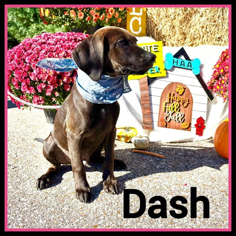 Dash thumbnail 2