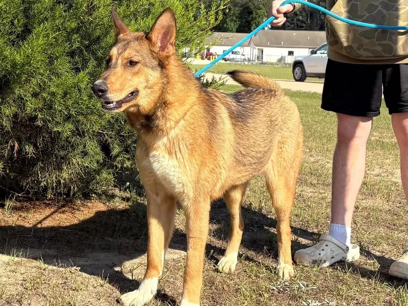 A young large-sized female Shepherd dog named Greta for adoption in North Syracuse, NY