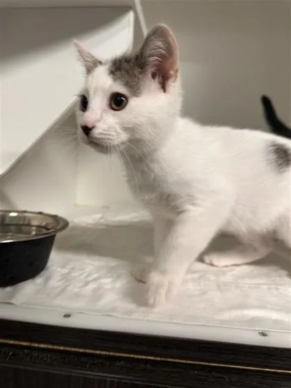 A baby small-sized male Domestic Short Hair cat named Shark for adoption in West Chester, PA