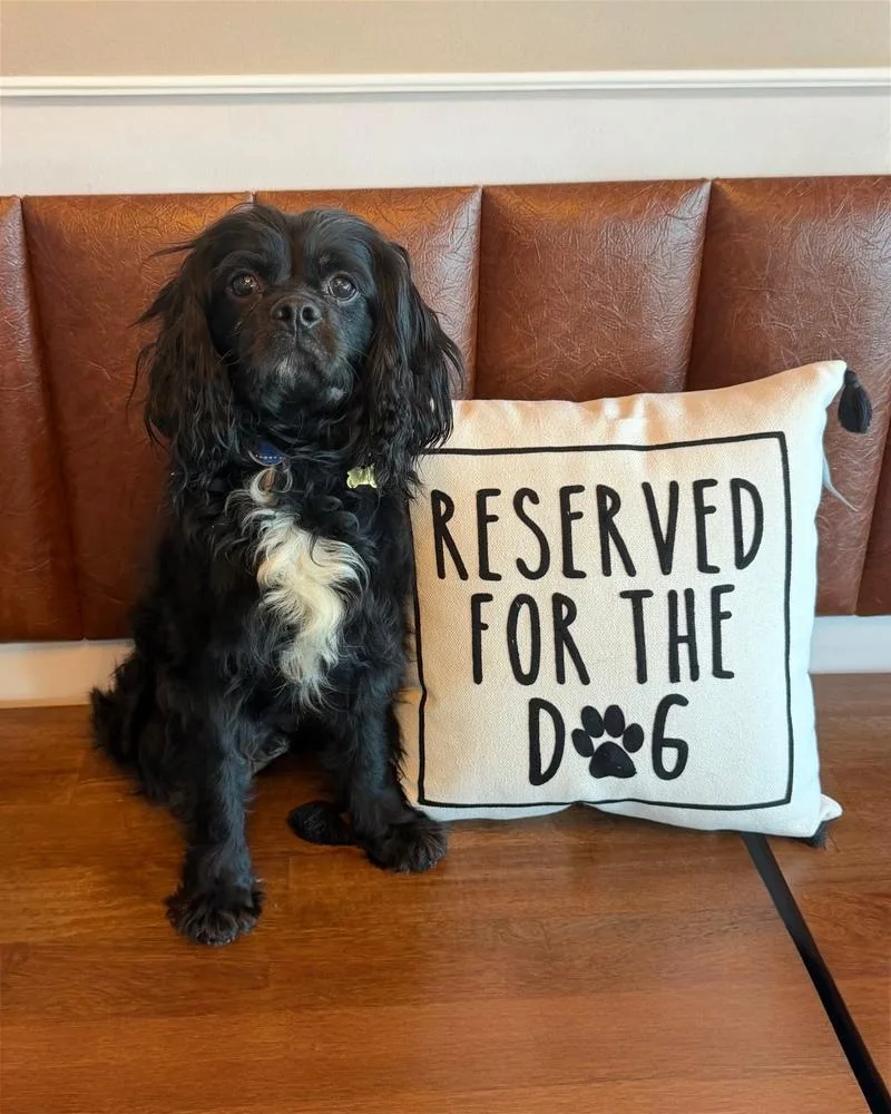 An adult small-sized male Cavalier King Charles Spaniel dog named Jj for adoption in Dunwoody, GA