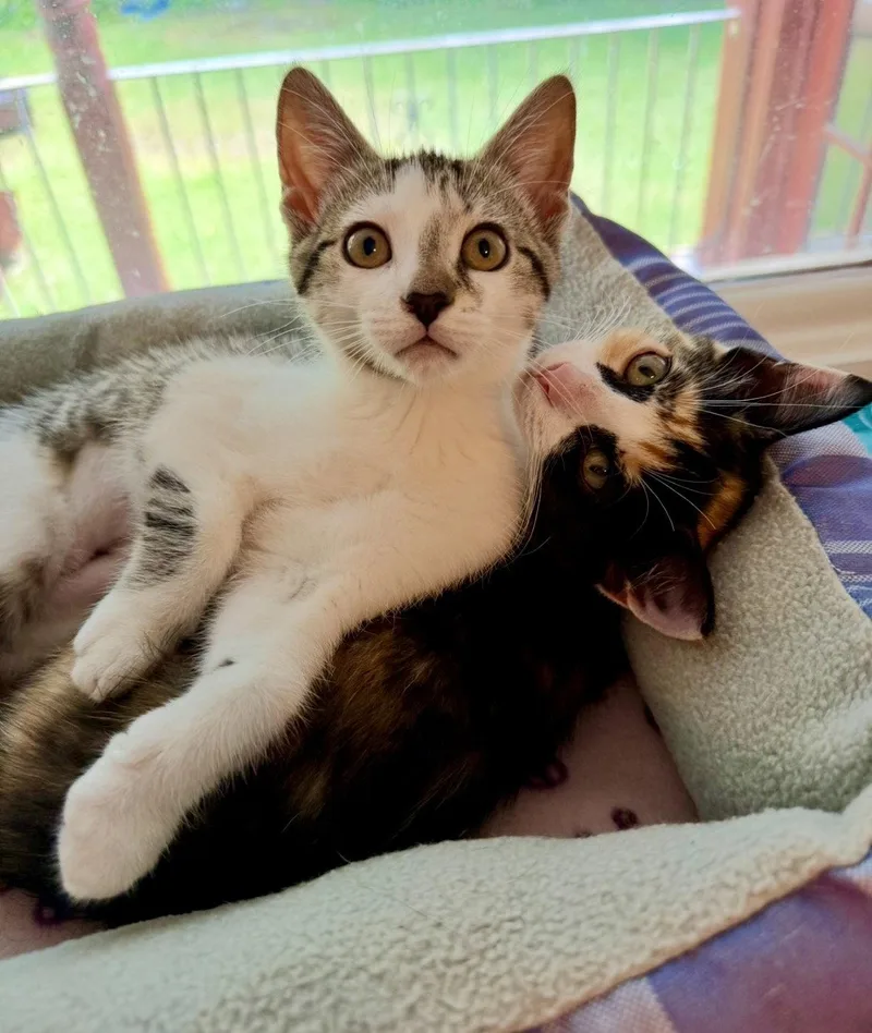 A baby medium-sized female Domestic Short Hair cat named Sunny for adoption in Newtown Square, PA