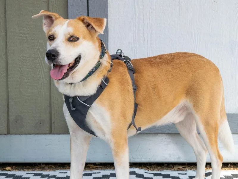 An adult medium-sized male Mixed Breed dog named Walter for adoption in Savage, MN