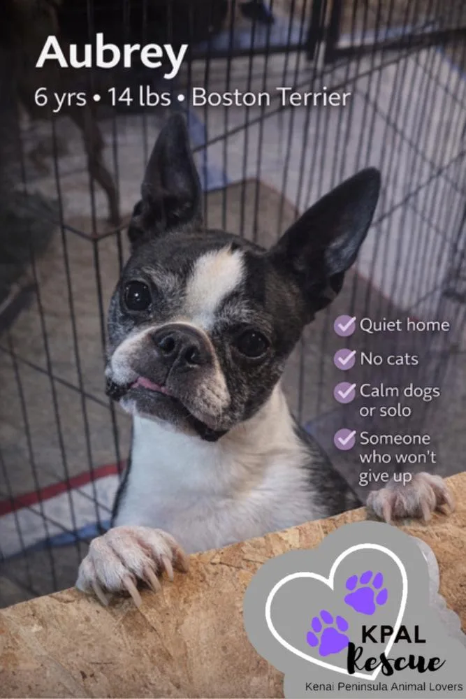An adult small-sized female Tricolor (Brown, Black, & White) Boston Terrier dog named Aubrey for adoption in Kenai, AK