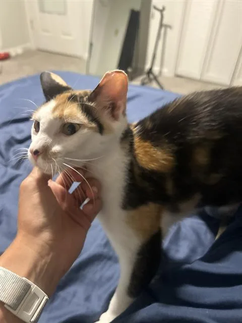 A young medium-sized female Domestic Short Hair cat named Georgia for adoption in Haw River, NC