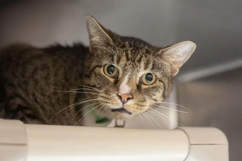 An adult large-sized male Domestic Short Hair cat named Clint for adoption in Mountain Home, AR