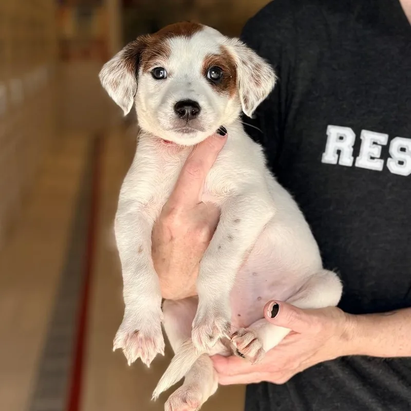 A baby medium-sized female Australian Cattle Dog / Blue Heeler dog named June for adoption in Chicago, IL