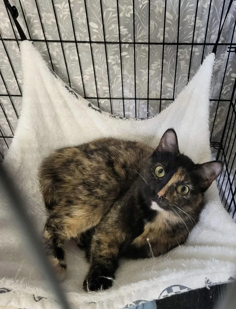 Jamie "james" Monroe