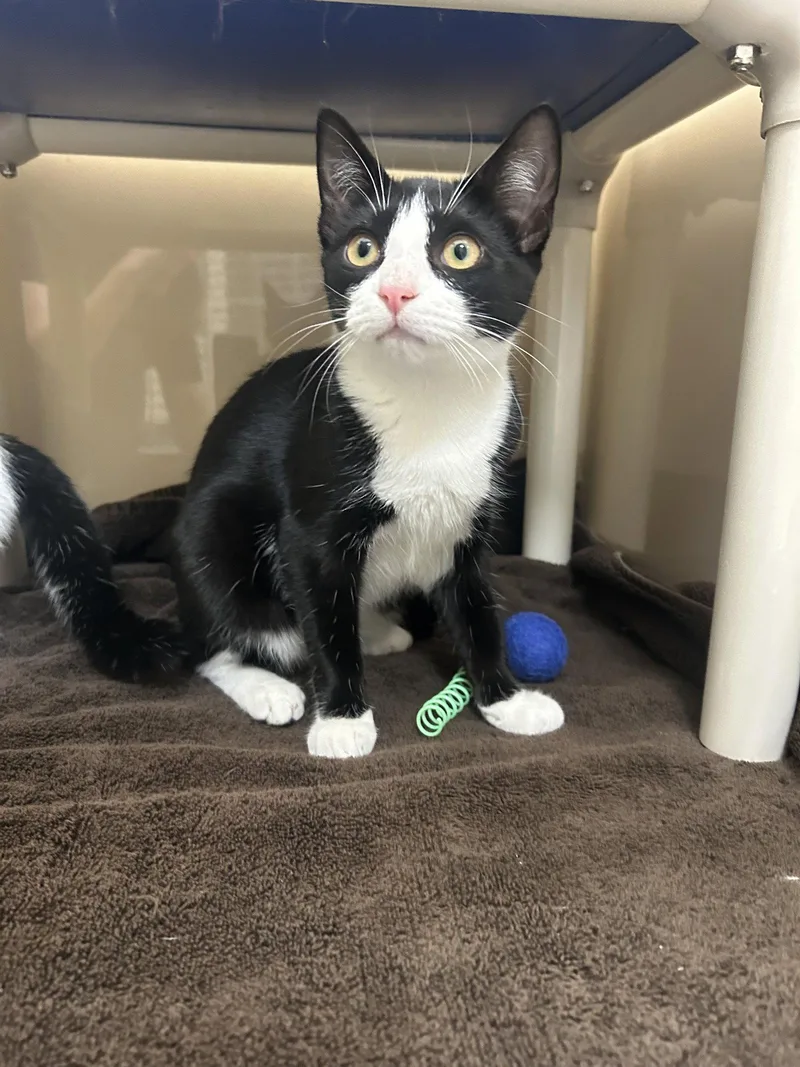 A baby medium-sized female Domestic Short Hair cat named Udella for adoption in Lancaster, PA