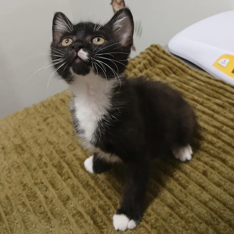 A baby small-sized male Black Domestic Short Hair cat named Triscuit for adoption in York, PA