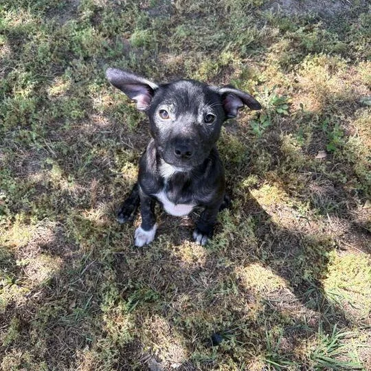 A baby medium-sized female Black Labrador Retriever dog named Eclair for adoption in Valdosta, GA