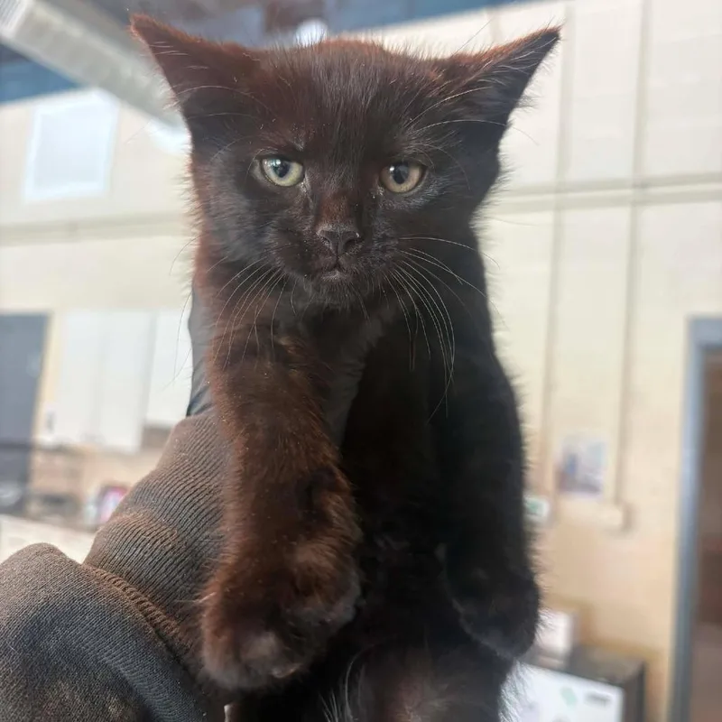 Mischief