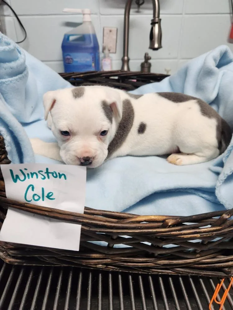 Winston Cole A thumbnail 2