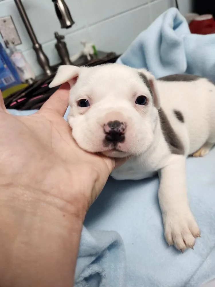 Winston Cole A thumbnail 3