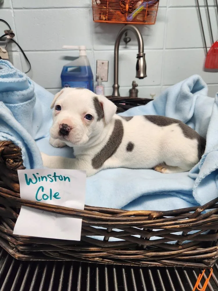 Winston Cole A thumbnail 4