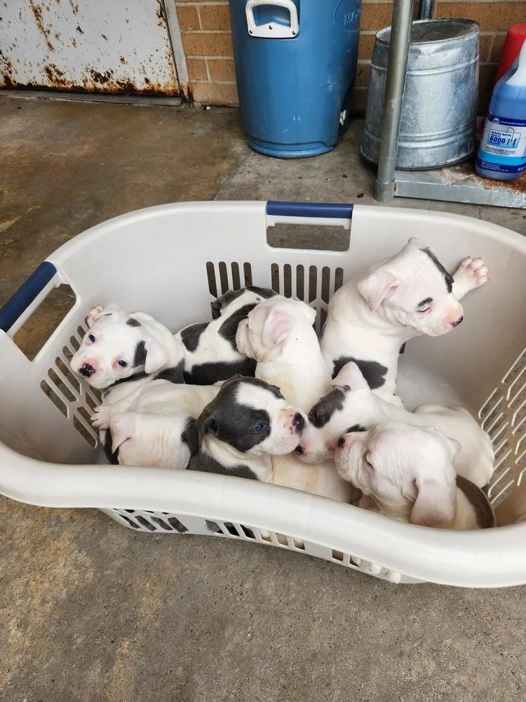 Winston Cole A thumbnail 5