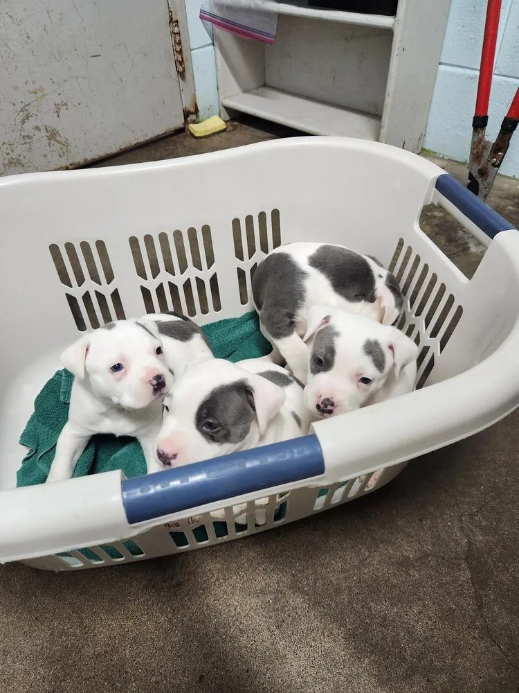 Winston Cole A thumbnail 6