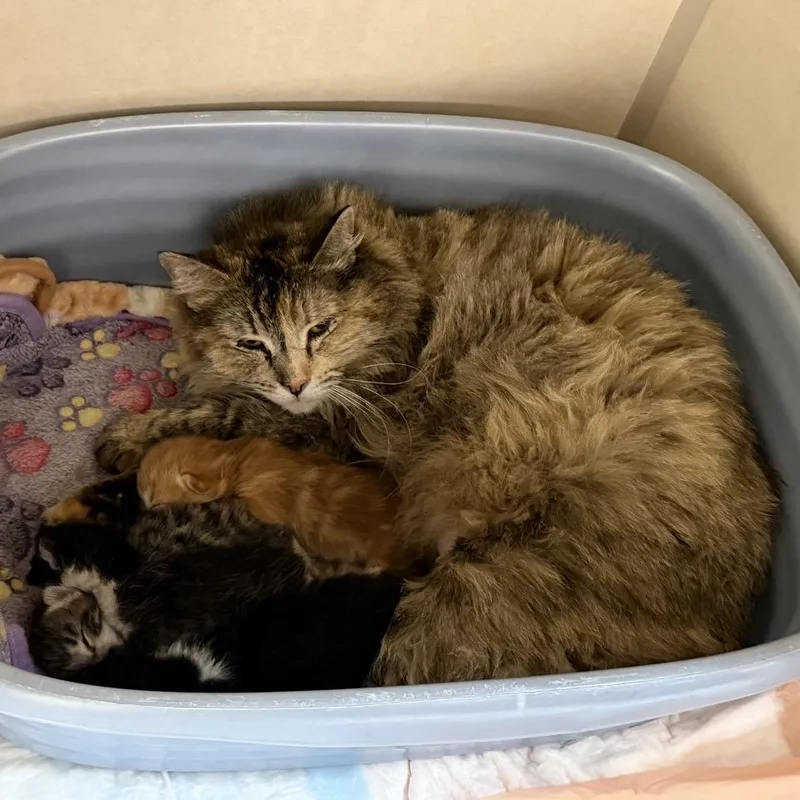 An adult small-sized female Torbie Domestic Medium Hair cat named Nepo Babies_ for adoption in Westminster, CA
